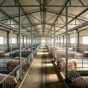 Abri pour bétail écologique et non toxique avec espace de enclos réglable pour élevage porcin en structure acier - Product Image 3