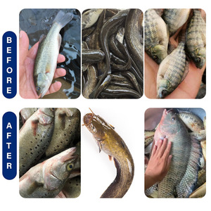 Hiệu quả khối lượng cơ thể và năng suất tăng thức ăn phụ gia cho cá và tôm hiệu quả trọng lượng tăng sản phẩm cho động vật dinh dưỡng - Product Image 4