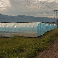 Serre tunnel agricole monopente compacte avec structure en acier galvanisé et film PE, montage facile pour la culture de tomates, concombres et poivrons