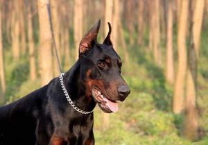 Kingtale Pet Accessoire Stalen Hond Choke Huisdier Training Keten Duurzame Opp Bag + Kartonnen Doos Kraag Zilver Massief Klinknagel - Product Image 5