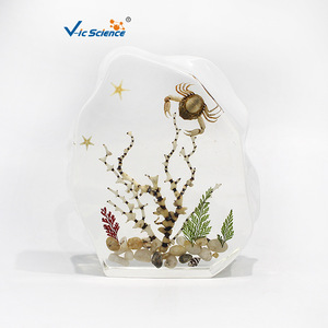 Coral Seascape Embedded Specimen Display Stand, Exquisite Ornament for Schools and Museums, Teaching Equipment for Primary and - Product Image 4