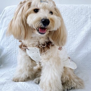 <b>Cute</b> Princess Pet Dress <b>Bear</b> Print Summer Dog Cat Clothing Skirt Style - Product Image 2