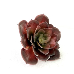 Đầy Màu sắc nhựa nhân tạo mọng nước cây nhà văn phòng trang trí Faux cây xanh cho lễ hội Tạ Ơn Halloween - Product Image 4