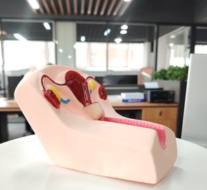 DARHMMY แบบจําลองการฝึกอบรมการคุมกําเนิดในมดลูกหญิงขั้นสูงสําหรับผลิตภัณฑ์วิทยาศาสตร์การแพทย์คลอดบุตร - Product Image 3