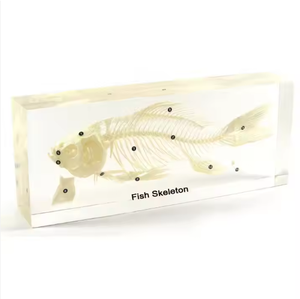 Gelsonlab HSBS-007 pájaro <span class=keywords><strong>esqueleto</strong></span> de especímenes - Product Image 5