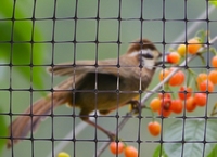 Usine en gros jardin agricole en plastique vert filet anti-oiseaux maille anti-oiseaux