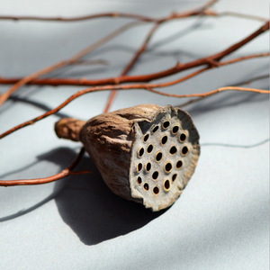 <span class=keywords><strong>ฝัก</strong></span><span class=keywords><strong>บัว</strong></span>แห้งฝักบัวดิบและแห้งโฆษณา - Product Image 4