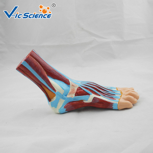 Modello Anatomico del Piede, <span class=keywords><strong>Esemplare</strong></span> di Simulazione <span class=keywords><strong>Standard</strong></span>, Modello Dimostrativo per l'Insegnamento dell'Anatomia nelle Scuole Mediche - Product Image 2