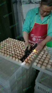 Lampada LED ad Alta Intensità 6 Pezzi Tester per Uova di Gallina 10 Pezzi Torcia per Uova 11 Pezzi Macchina per Speratura Uova per Incubatoio - Product Image 4