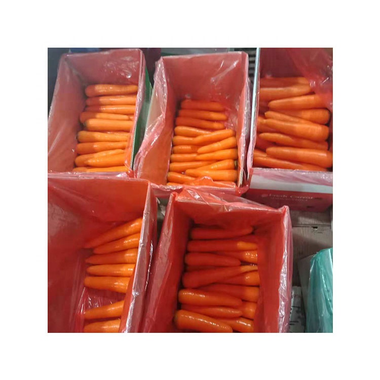 Fresh wholesale Chinese spot carrots