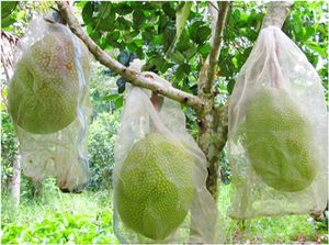 ขนุนตามฤดูกาลสดใหม่จากเวียดนาม - Product Image 4