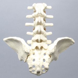 KyrenMed tulang belakang busa padat dengan daun Iliac L1 sampai busa sakrum kortikal Lumbar tulang belakang untuk praktek bedah ortopedi - Product Image 4