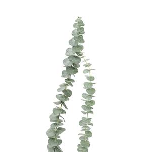 مبيعات مزرعة يوننان مباشرة من الأوكالبتوس ، ورقة الأوكالبتوس الدقيقة ، ورقة التفاح الأوكالبتوس - Product Image 4