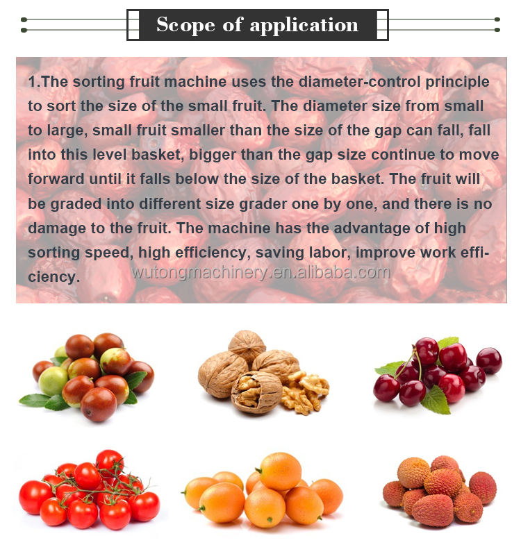 Fruits Grader Machine Fresh Blueberry Grading Sorting Machine Raspberry finger lime Size Classifier