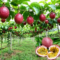 RTY Passievruchtzaden Non-GMO Hoge Kwaliteit Fruitzaden voor Commerciële Landbouw Groothandel Aangepaste Verpakking