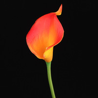 Fleur artificielle de calla blanche de haute qualité, toucher doux, en PU, pour mariage, arrangement de table, décoration intérieure/extérieure, vente en gros