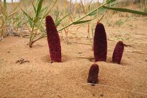 98% Alcaloide de Cynomorium Songaricum |   Pó Branco Puro |   Extrato <span class=keywords><strong>Herbal</strong></span> de Grau Alimentício - Product Image 2