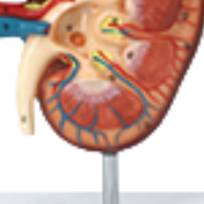 Modèle d'anatomie humaine ADA-A566 de haute qualité, rein avec glande surillaire, taille réelle 1,5x, 2 parties, pour l'enseignement médical, produit phare - Product Image 4