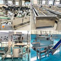 Machine industrielle automatique pour l'épluchage et la séparation des bulbes de gingembre et d'ail, et ligne de production en Égypte