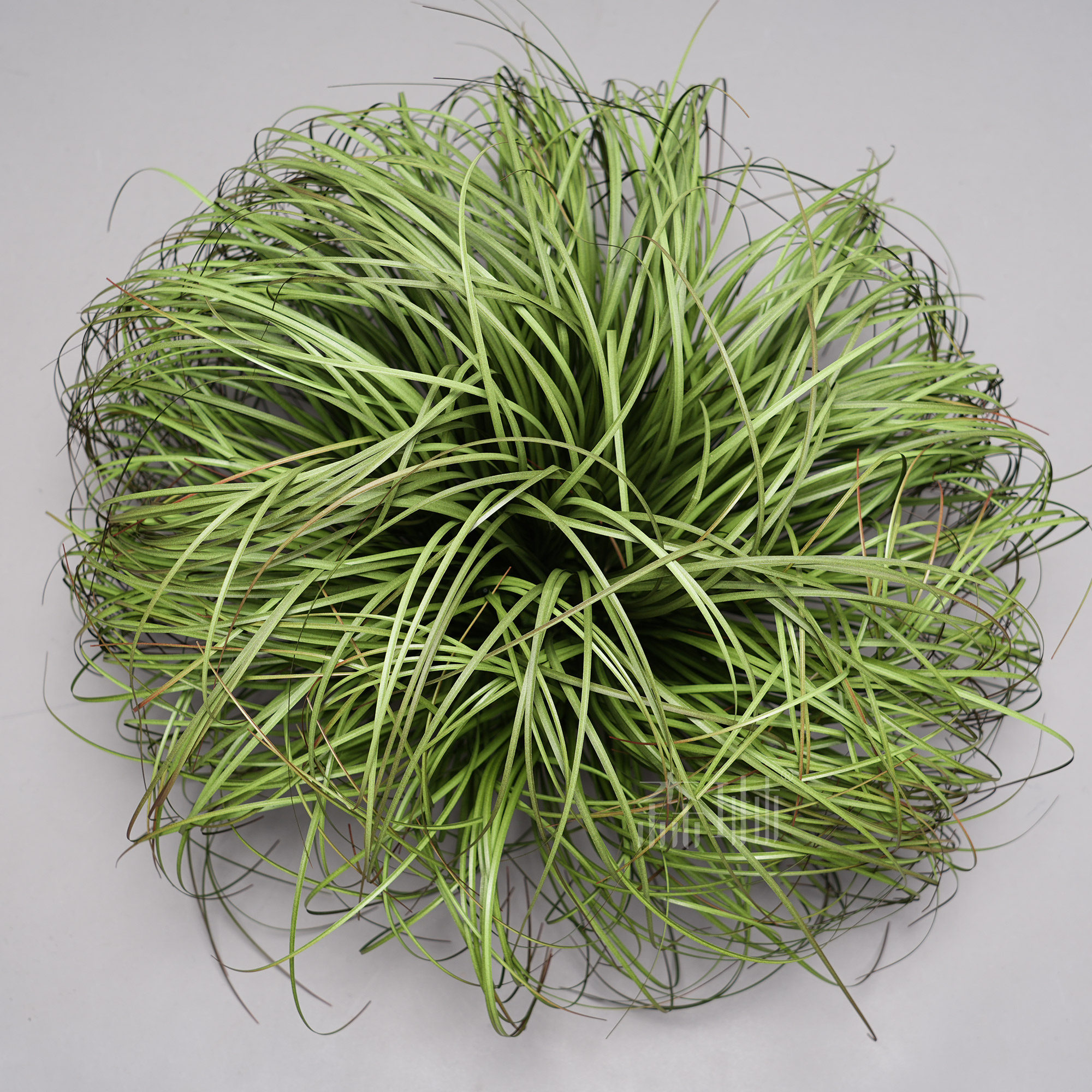 Gros bouquet d'herbe de 30 cm de haut à 55 cm.