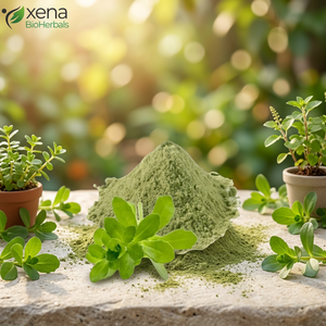 Fabricante de Extracto Natural de Brahmi, Extracto Puro de Brahmi en Polvo, Proveedor Mayorista a Granel - Product Image 1