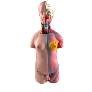 Modelo Humano Desmontable de 45 cm con 23 Partes, para Exhibición de Órganos Internos, Tronco de Órganos para Enseñanza Médica, para Ambos Sexos - Product Image 3