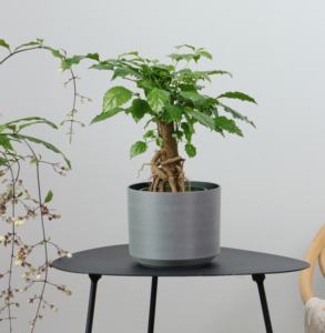 กระถางปลูกต้นไม้อวบน้ำแบบลวดสำหรับประดับในสวนกระถางปลูกพืชอวบน้ำผลิตได้หลากหลายขนาด (TP-9-LS-2) - Product Image 2