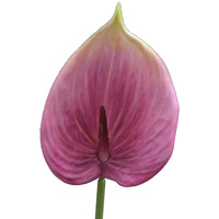 KEWEI-C002 Flores de Seda Populares para Boda, Rosas Artificiales Rosa Intenso, Orquídeas Premium para Boda