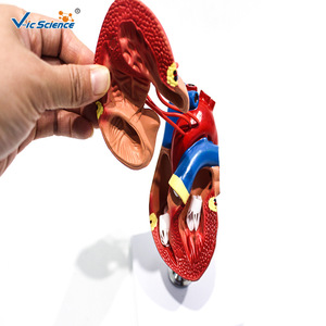 Modelo de anatomía del corazón en dos partes; herramienta de enseñanza médica para la comprensión de la estructura dividida del corazón humano. - Product Image 4