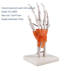 Modèle d'articulation de la main de la science médicale enseignement médical modèle d'os de la main aide à l'enseignement art peinture modèle d'os de la main réel - Product Image 3
