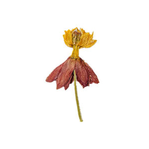 Especímenes de flores naturales reales prensadas secas Codariocalyx <span class=keywords><strong>Notorious</strong></span> Plant Flower para graduación o decoraciones del Día de San Valentín - Product Image 1