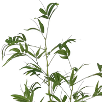 Oh Arts Wholesale 5ft 150cm Plantes et fleurs artificielles, Bonsaï de simulation, Arbre de bambou ventru, Plantas Artificiales