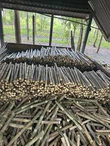 Cannes en bambou personnalisées | Usine directe du Vietnam | Traité pour une utilisation en pépinière - Product Image 3