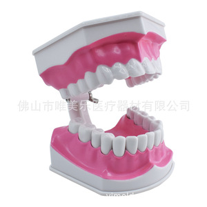 Orthodontic Dental Model Semi-Ceramic Semi-Metal <b>Brackets</b> <b>Plastic</b> Implant Prosthesis for Doctor-Patient Communication Teaching - Product Image 2