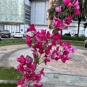 ดอกไม้ประดิษฐ์จาก Bougainvillea สำหรับงานแต่งงานของตกแต่งบ้าน - Product Image 6
