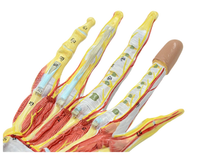 Modelo de Anatomía de Mano Desmontable de Tamaño Real con Vasos Sanguíneos y Nervios, 7 Partes - Modelo Anatómico de Ciencias Médicas - Product Image 5