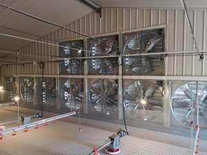 Ligne d'alimentation automatique pour poulet volaille tasses nouvelle condition ligne à boire alimentation pour poulet mangeoire - Product Image 2