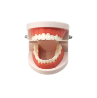 Modèle médical de dentisterie, appareil d'hygiène dentaire naturelle, modèle éducatif, pour hommes et femmes