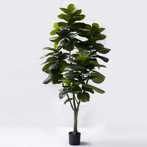 parlor palm size Parlor Palm