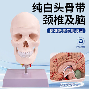 Modèle de crâne humain 1:1 ; Modèle de crâne avec vertèbres cervicales ; Modèle de crâne avec cerveau ; Modèle d'anatomie du cerveau - Product Image 4
