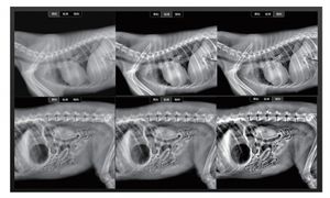 EUR VET 熱販売医療用高周波デジタル固定式DR X線スキャナー獣医用機器（病院向け） - Product Image 6