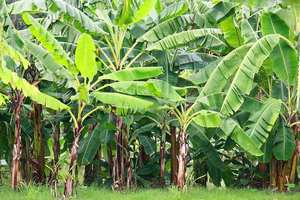 Machine à éplucher les tiges de bananes aux <span class=keywords><strong>Philippines</strong></span>, machine à couper les arbres à bananes - Product Image 2