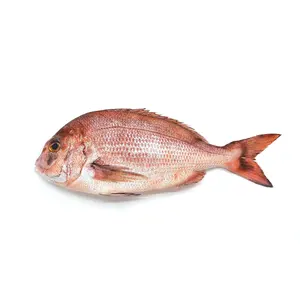 뜨거운 판매 냉동 해산물 빨간 도미 신선한 하이 퀄리티 빨간 바다 물고기