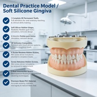 Modelo Dental de 28 Dientes con Encía Suave, Articulador DP con Tornillo Removible para Prácticas de Enseñanza, Certificaciones CE, ISO, ROHS, CNAS