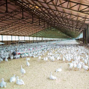 2024 nouvelle Structure en acier léger préfabriqué bâtiment de ferme personnalisé poulet canard volaille maison bâtiment - Product Image 1