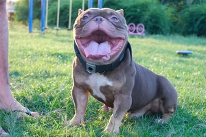 Collar con Rastreador <span class=keywords><strong>GPS</strong></span> para Mascotas, Venta al por Mayor de Fábrica, Ubicación en Tiempo Real para Perros, Antipérdida con Alerta de Zona Segura para <span class=keywords><strong>Caminar</strong></span> - Product Image 2