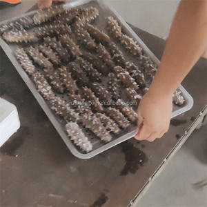 Freezer Cepat Kecil 10 Rak Makanan Beku Baja Tahan Karat Kontrol Suhu Akurat Pintu Tunggal Suhu Rendah - Product Image 3