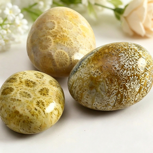 Coral Fósil Natural de Alta Calidad, Cabujón de Formas Variadas, Gema Suelta, Piedra Pulida a Máquina para Joyería y Anillos, Wicca Reiki - Product Image 1