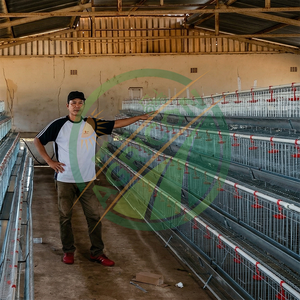 Nouvelle cage à poules pondeuses à 4 niveaux et 5 portes pour 160 oiseaux, galvanisée à chaud, avec système de collecte automatique des œufs, pour élevages avicoles - Product Image 6