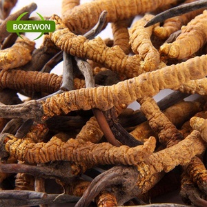 Tambour d'emballage de supplément de qualité médicale en poudre d'extrait de Cordyceps Sinensis et Ganoderma Lucidum à base de plantes - Product Image 3